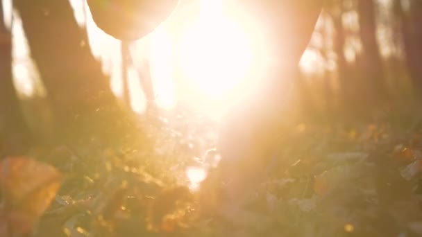 慢动作 女人的腿踩着干棕叶穿过秋天的森林 在树林里慢跑时 金色的阳光透过女性的腿闪耀 在美丽的自然环境中的娱乐活动 — 图库视频影像