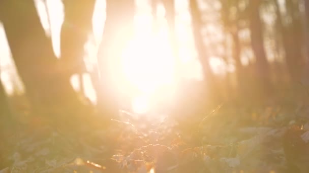Lassú Mozgás Napsugarak Ragyognak Női Lábakon Miközben Végigfutnak Őszi Erdőn — Stock videók