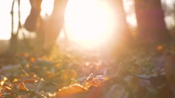 여자다리는 카메라쪽으로 거린다 가을철 숲에서는 황금빛 이다리를 응시하고 아름다운 환경에서의 — 비디오