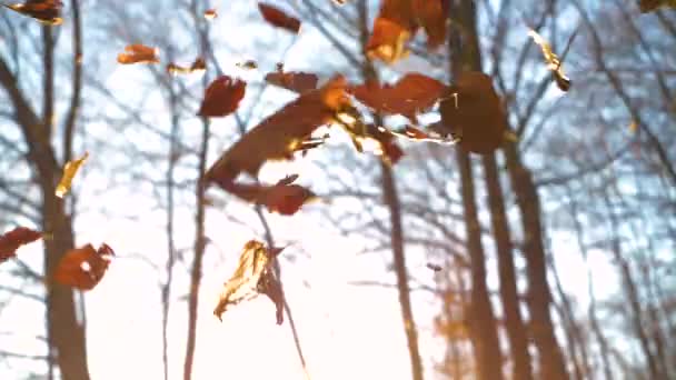 金色的阳光透过秋天落叶落落在森林的地面上 美丽的秋天大自然的主题是在灿烂的阳光的拥抱下 树叶落在树林里的地上 — 图库视频影像