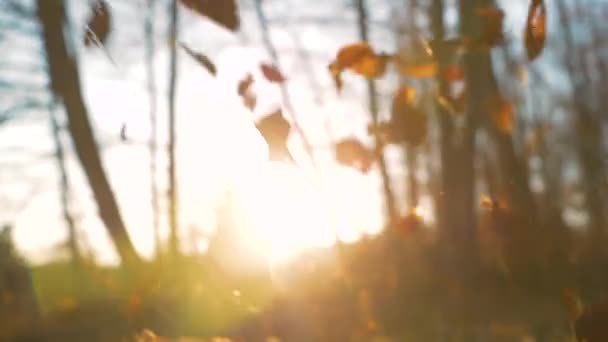 金光闪闪的棕色树叶美丽的秋天主题 灿烂的阳光穿过落落在森林地面上的树叶 干枯的山毛榉树叶落在树林里的地上 — 图库视频影像