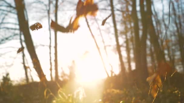 Sonbahar Yaprakları Altın Işıkta Yavaşça Orman Zeminine Düşüyor Uçan Kahverengi — Stok video
