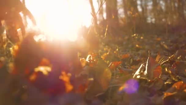 Close Человеческая Рука Играющая Осенними Листьями Красивом Золотом Солнечном Свете — стоковое видео
