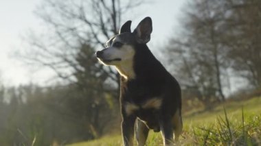 Yeşil çimlerin üzerinde duran ve mesafeye bakan kıdemli minyatür pinscher. Şirin kısa saçlı erkek köpek çevreye dikkat ediyor. Evcil hayvan evin arka bahçesinde vakit geçiriyor..