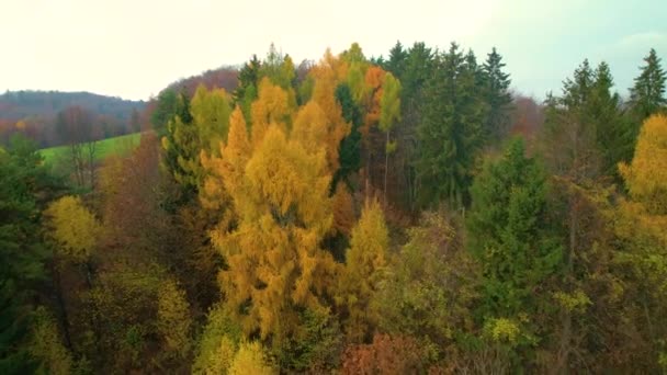 飞行员 用美丽的金黄色在郁郁葱葱的秋天森林树上盘旋 五彩缤纷的乡村林地 金黄色的秋天 生机勃勃的秋色调色板中的落叶和针叶树 — 图库视频影像