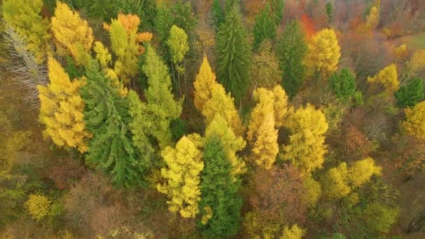 トップダウン 黄金の秋の色で美しい森の木々の上を飛んでいます 秋の鮮やかな色で絵のような森の風景 秋のカラーパレットの落葉樹と針葉樹の木 — ストック動画