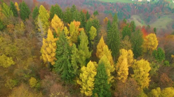 Aerial Voo Sobre Pitoresca Área Florestal Maravilhosa Paleta Cores Outono — Vídeo de Stock