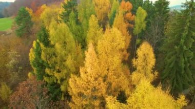 Sonbahar ormanının kucağında, karaçam ağaçlarının kudretli altın gölgeleri. Sonbaharın canlı renkleriyle resmedilmiş orman manzarası. Yaprak döken ve kozalaklı ağaçlar canlı sonbahar renk paletinde.
