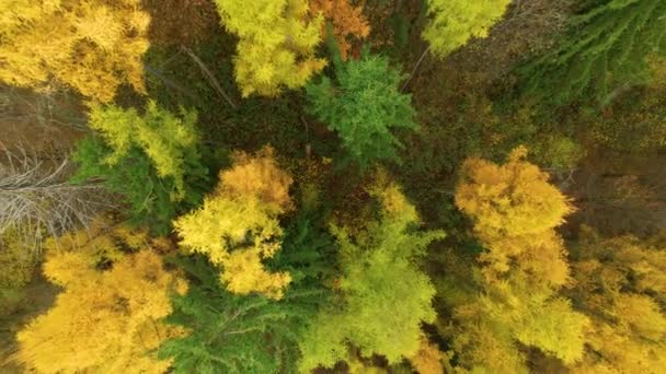 トップダウン 鮮やかな秋の森の中でカラマツの木の黄金の黄色の木 秋の鮮やかな色で絵のような森の風景 鮮やかな秋のカラーパレットで落葉樹と針葉樹の木 — ストック動画