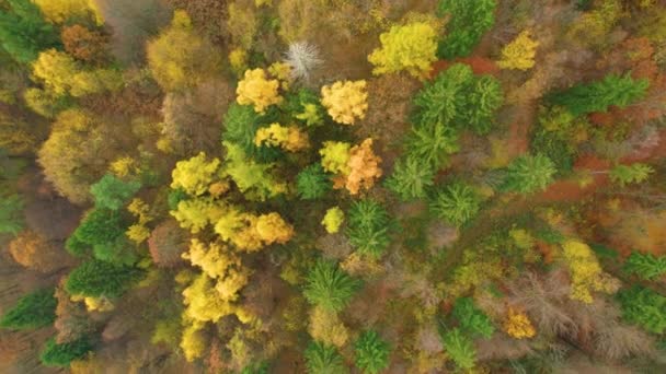 Aerial Top Pohled Nádherný Smíšený Les Zářivé Podzimní Barevné Paletě — Stock video