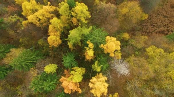 Aerial Top Flight Lush Mixed Forest Area Vibrant Colors Fall — Stock Video