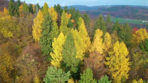 秋の素晴らしい色合いで緑豊かな丘陵地帯の上を飛んでいます 秋の季節の美しい鮮やかな色の野生の風景 鮮やかな秋のカラーパレットで落葉樹と針葉樹の木 — ストック動画