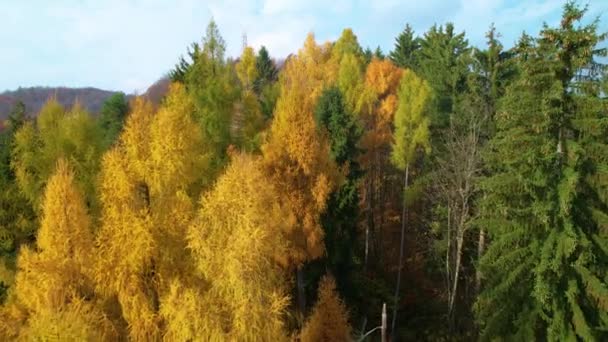 Létání Lese Nad Modřínovými Vrcholky Stromů Výraznou Žlutou Podzimní Barvou — Stock video