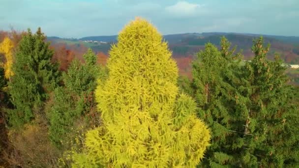 日照的金黄色落叶松树冠笼罩在秋天的森林里 高大的落叶松树梢 金黄色的秋天色彩鲜明 在温暖多彩的秋天的树荫中 森林的风景如画 — 图库视频影像
