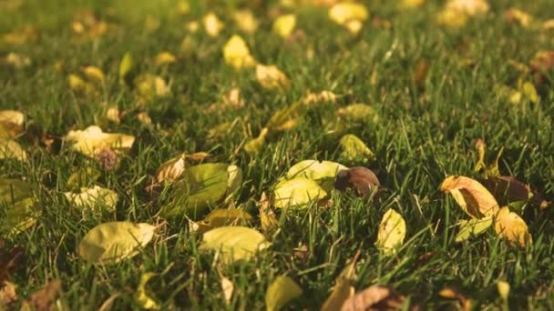 Sonbaharda Içi Sarı Ağaç Yapraklarıyla Dolu Canlı Yeşil Çimlerin Içinden — Stok video