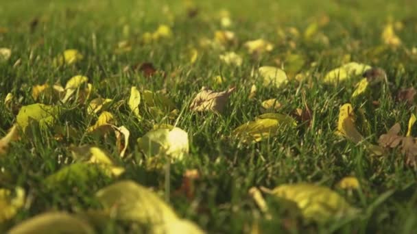 閉じる 低い角度 秋の紅葉は緑の芝生の上に散らばっています 黄色の葉で緑の草原を移動し 対照的な秋のシーンを作成します 秋の目を楽しませる瞬間 — ストック動画