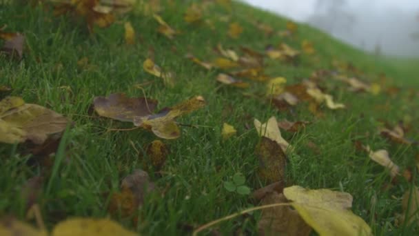 가까이 다가가 Low Angle 안개낀 아침에 나뭇잎으로 안개낀 가을에 낙엽이 — 비디오