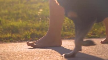 Yaklaş, düşük açılı kadın gün batımında köpekle birlikte asfalt yolda yürüyor. Genç bir bayanın çıplak ayaklarıyla asfalt yolda yürümesi gün doğumunda köpek pençeleri eşliğinde altın bir ışıkla