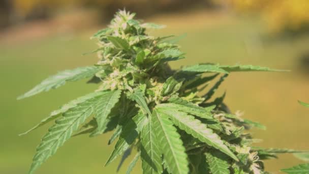 Close Video Sonnenbeschienener Überblick Über Schön Blühende Cannabispflanzen Die Freien — Stockvideo