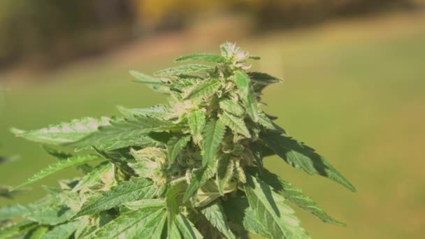 Lezárás Részletes Kilátás Kannabisznövény Látható Rügyek Trichomes Levelek Napsütötte Áttekintése — Stock videók