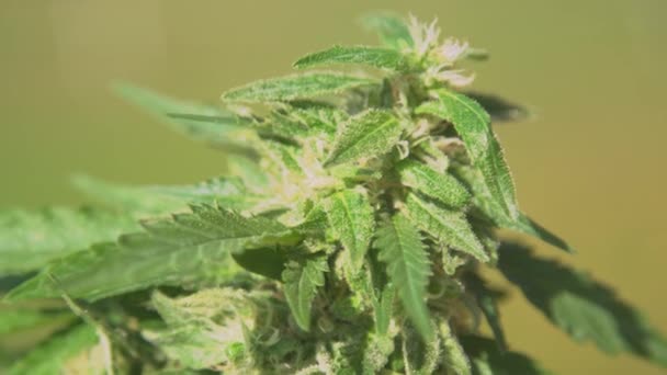 大麻药草植物的细节与可见的芽 三叶草和叶子 阳光照射下美丽的大麻花在户外生长的概览 用于替代药物的绿色药草 — 图库视频影像