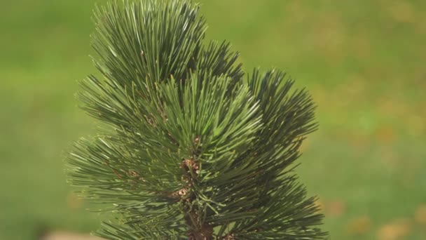 Dışarıda Büyüyen Güzel Saksı Cüce Çam Ağacının Yukarıdan Aşağıya Genel — Stok video