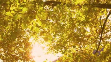 Muhteşem sonbahar kayın ağacından nazikçe düşen canlı sarı yapraklar. Parlak sarı ağaç yapraklarının arasından süzülen ılık sonbahar güneş ışınları. Renkli sonbahar mevsiminde muhteşem ve huzurlu bir an..
