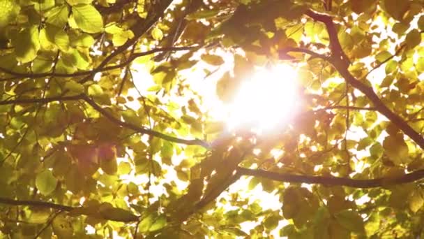 スローモーション 秋には鮮やかな黄色の葉を持つブナの木の枝を通して日光の目を引く 暖かい秋の日差しが鮮やかな黄色の木の葉を通してちらつきます 秋の目を引く瞬間 — ストック動画