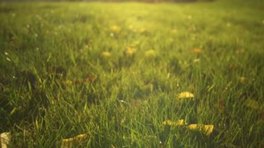 Yaklaş, alçak açılı: sonbahar sarı ağaç yaprakları yeşil çimenlerin üzerine saçılmış. Düşen yapraklarla yeşil çayırlarda dolaşmak zıt bir sonbahar manzarası yaratır. Sonbahar mevsiminde göz alıcı bir an.