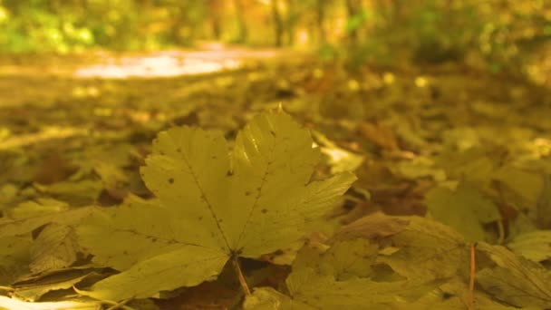 Close Folhas Ácer Amarelo Vibrante Cobrindo Solo Floresta Outono Vista — Vídeo de Stock