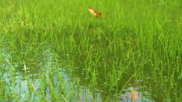 Şiddetli Sonbahar Yağmuru Yeşil Çayırlarda Aşırı Suyun Durgunluğuna Neden Olur — Stok video