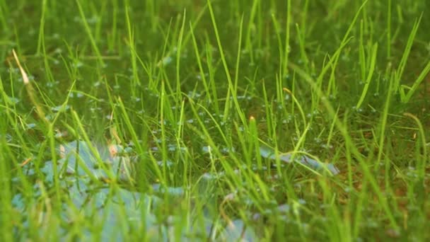Cerrar Exceso Agua Lluvia Estanca Pasto Verde Después Fuertes Lluvias — Vídeo de stock