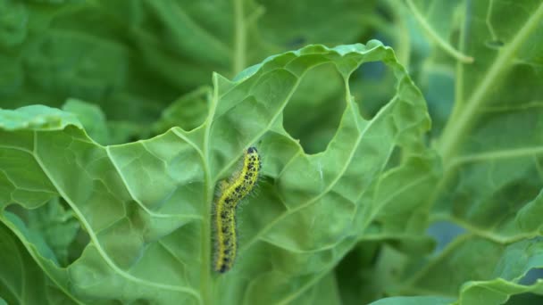 閉じる 緑の野菜を攻撃し 損傷を引き起こすキャベツワームの冬虫夏草 庭の害虫は野菜を攻撃し 作物の損失を引き起こします キャベツのワームの冬虫夏草で食べる緑豊かな葉 — ストック動画