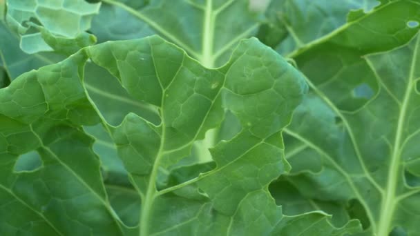 Close Perforated Green Cabbage Leaves Due Attack Vegetable Parasite Garden — Stock Video