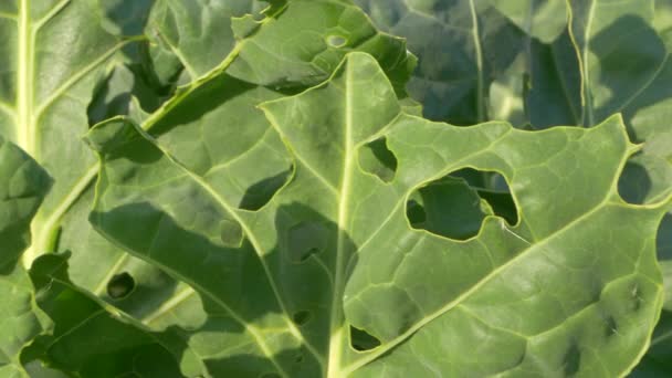 Close Garden Pests Perforated Green Cabbage Leaves Leading Harvest Loss — Stock Video