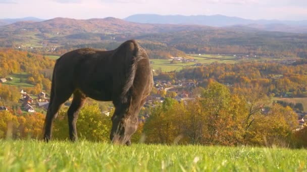 Mooie Zwarte Hengst Staat Grazen Groene Weide Boven Dal Herfstkleur — Stockvideo