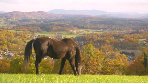 Czarny Koń Zielonej Łące Nad Doliną Kolorowy Żywych Jesiennych Odcieniach — Wideo stockowe