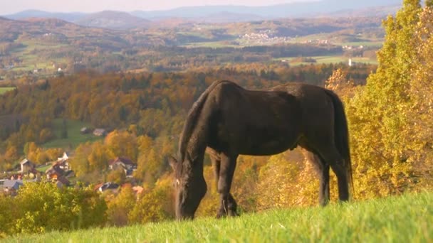 Πανέμορφο Μαύρο Άλογο Ελεύθερο Βοσκότοπο Πάνω Από Γραφική Κοιλάδα Φθινοπωρινές — Αρχείο Βίντεο