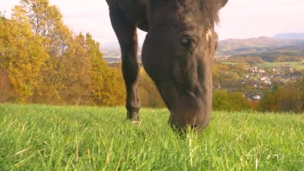 黑色的马在美丽的山谷上方的牧场上 秋天的阴影很鲜明 黑色的种马在牧场上吃着绿草 秋天的景色是美丽的 山清水秀 山清水秀 — 图库视频影像