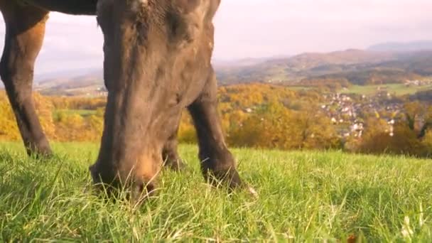 Close Kuda Hitam Merumput Atas Lembah Dengan Warna Menakjubkan Musim — Stok Video