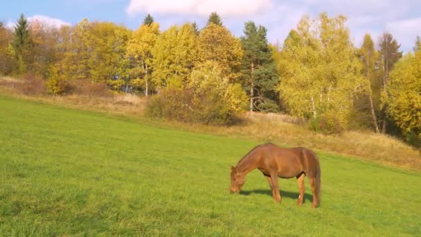 Krásná Klisna Pasoucí Zelených Pastvinách Obklopená Barevným Podzimním Lesem Kaštanový — Stock video