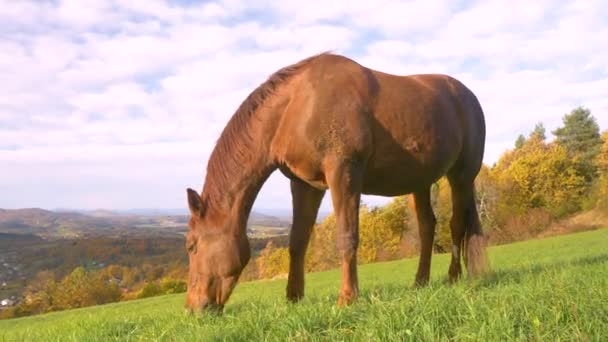 一匹棕色的马在山谷上方的绿色草地上自由自在地吃草 美丽的栗色母马在风景秀丽的丘陵地带上牧养 秋天的色彩斑斓夺目 — 图库视频影像
