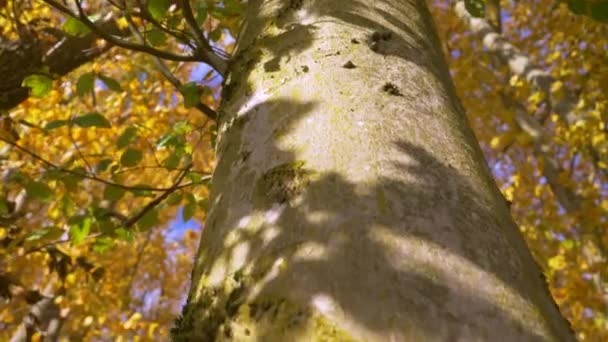 Подъем Вверх Стволу Бука Последних Зеленых Листьев Осени Снимок Леса — стоковое видео