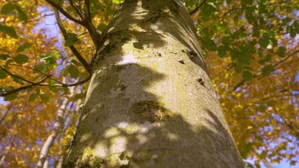 ブナの木の灰色の幹を緑の葉からカラフルなトップに向かって上に移動します 秋の季節の鮮やかな色の森の美しいショット 緑のブナの木は紅葉から紅葉へ — ストック動画