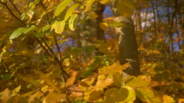 緑豊かなブナの木のキャノピーの美しい鮮やかな秋の黄色の葉を移動します 秋には黄金色の木々の豪華な色合い 秋にはブナの枝や小枝が彩り豊かな葉を咲かせます — ストック動画