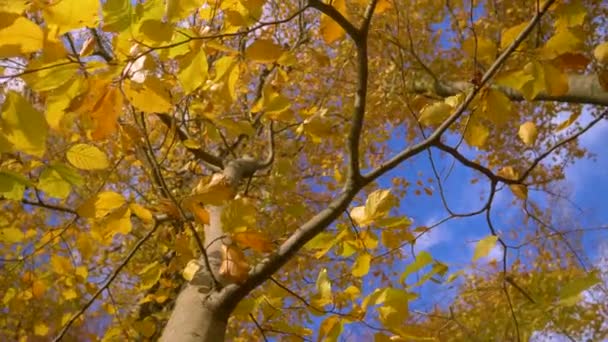 ボトムアップ 風の強い秋の日に緑豊かなブナの木の天蓋の上に向かって表示されます 秋には黄金色の木々の豪華な色合い 秋にはブナの枝や小枝が彩り豊かな葉を咲かせます — ストック動画