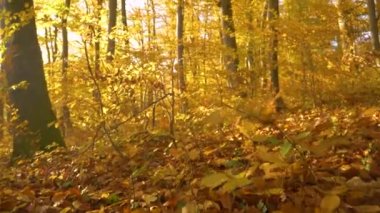 Tüm orman canlı sonbahar renkleriyle, dipten ağaçların tepesine kadar. Sonbahar mevsiminin harika renklerinde güzel bir orman manzarası. Rüzgarlı bir Ekim gününde ağaçların arasında renkli yapraklar..