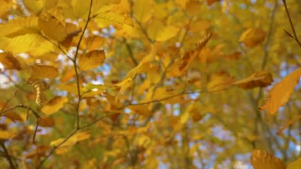 Bottom Close 秋天的山毛榉树枝 叶色呈黄色 生机勃勃 在落叶的森林里 令人想起五彩缤纷的秋天 山毛榉枝条生机勃勃 枝条生机勃勃 — 图库视频影像