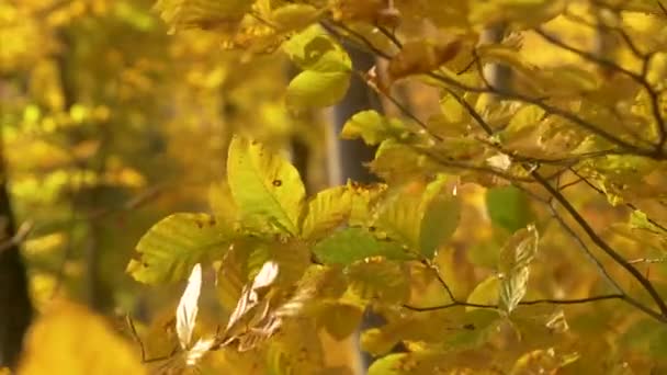 閉じる10月の風に揺れるブナの木の色鮮やかな紅葉 秋の素晴らしい色の美しい森の風景 秋にはブナの枝や小枝が彩り豊かな葉を咲かせます — ストック動画