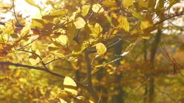 Sluiten Levendige Gele Beukenbladeren Zwaaien Een Winderige Zonnige Herfstdag Prachtige — Stockvideo